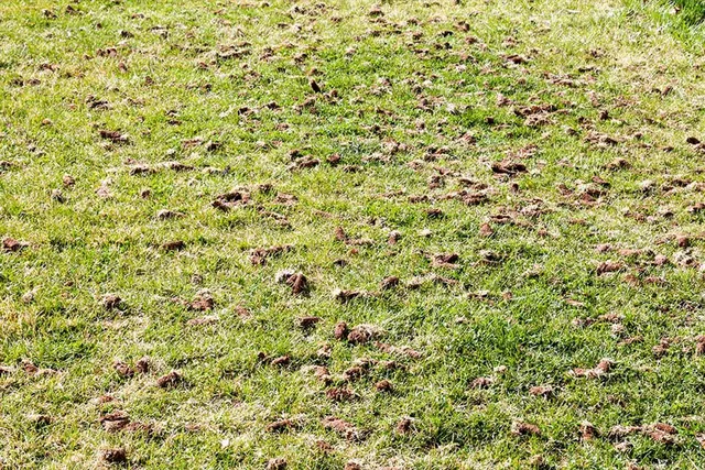 Soil cores pulled across a lawn after core aeration.