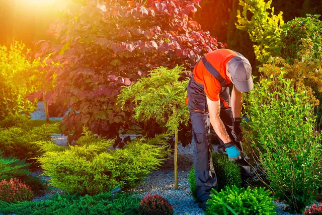 A landscaper working through a planted bed in spring.