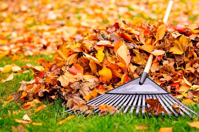 A rake and a pile of autumn leaves on a lawn.